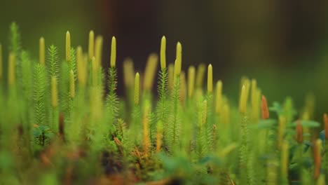 a tiny stems of green lichen, moss, and grass on the forest floor