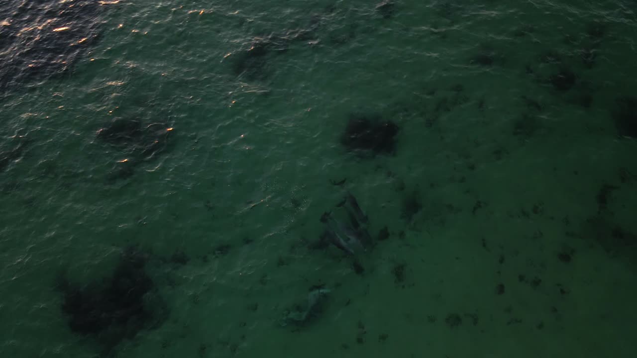 A tracking footage of a group of swimming dolphins on the surface of the open waters. A group of dolphins that are traveling together are called pods. Dolphins are aquatic mammals and very intelligent