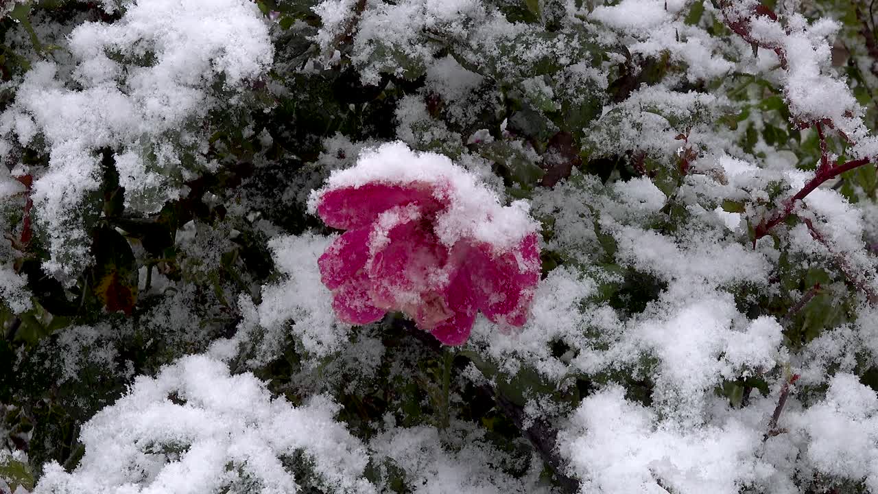 rosa rosa ricoperta di neve che cade