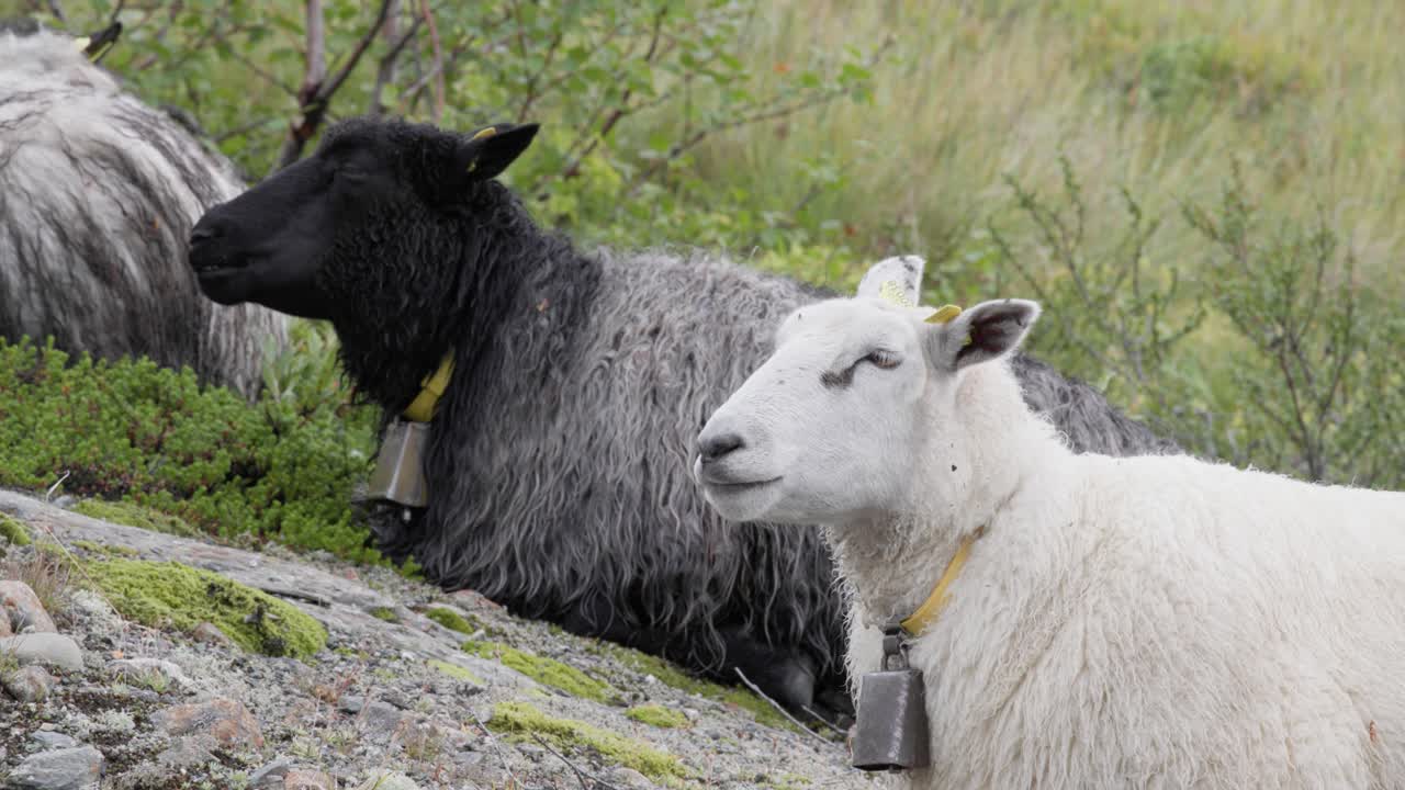 Close up of white Norwegian sheep spælsau