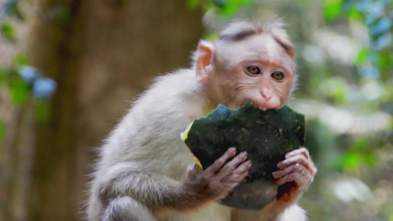 Close up gimbal shot of monkey eating watermelon in zoo