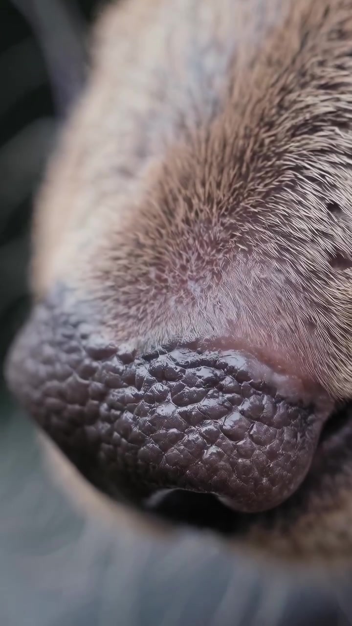 Extreme Close-up of a Dog Nose Breathing