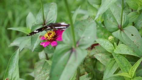 mariposa posada sobre una flor roja sobre un fondo de arbustos