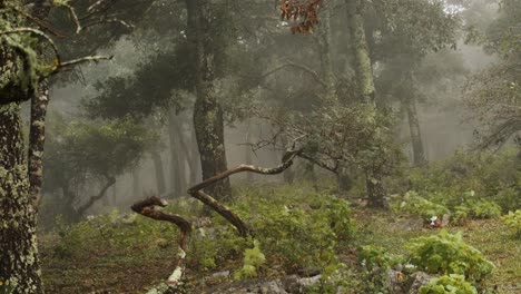 Mysterious-atmosphere-in-a-forest-with-foggy-and-rainy-weather,-withe-the-wind-blowing-in-the-trees