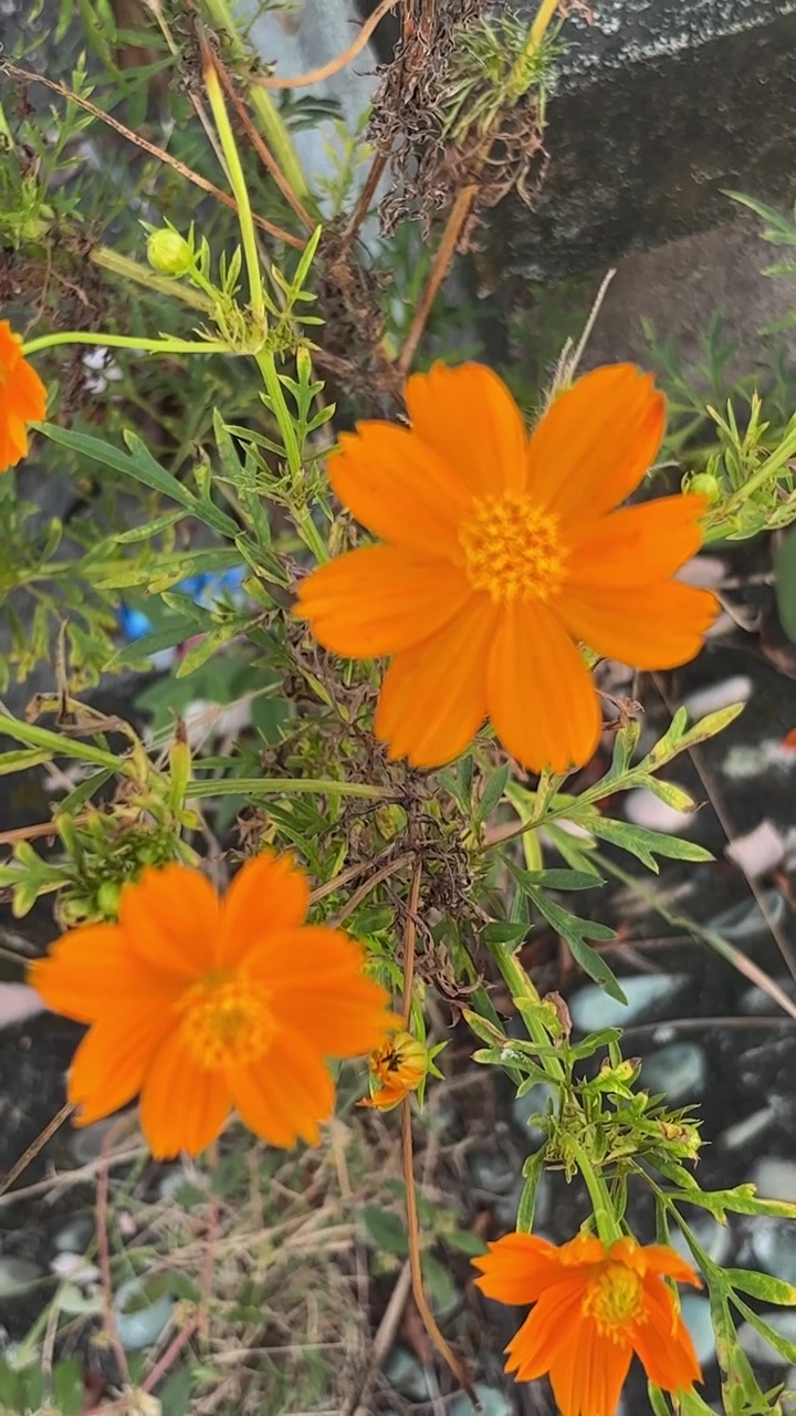 Fiori di Cosmos arancioni vivaci che ondeggiano dolcemente in un giardino
