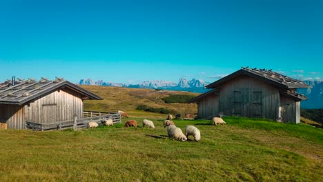 sheep in front of two huts in the middle of the mountains in the italian alps