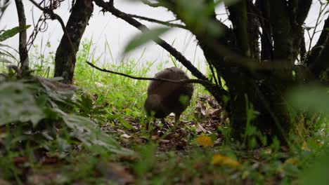 Pájaro-Weka-De-La-Isla-Sur-De-Nueva-Zelanda-En-Busca-De-Alimento