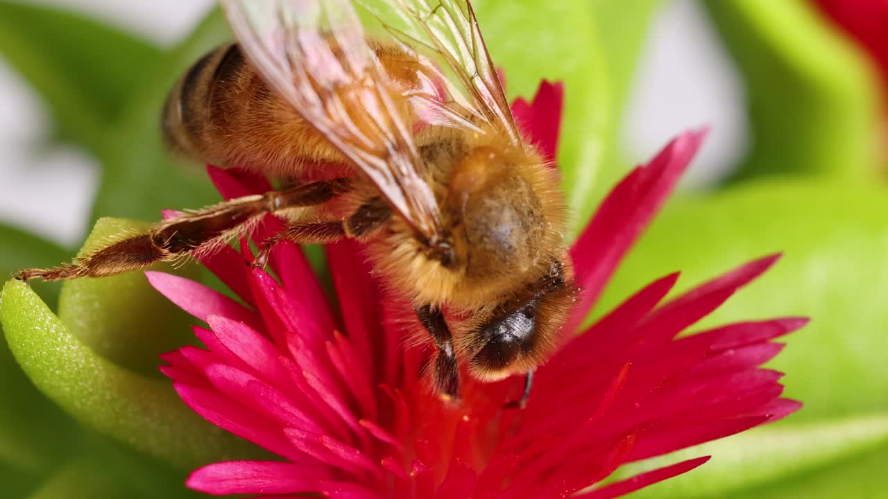Close-up of a honeybee collecting nectar from a bright pink flower, showcasing intricate details and vivid colors