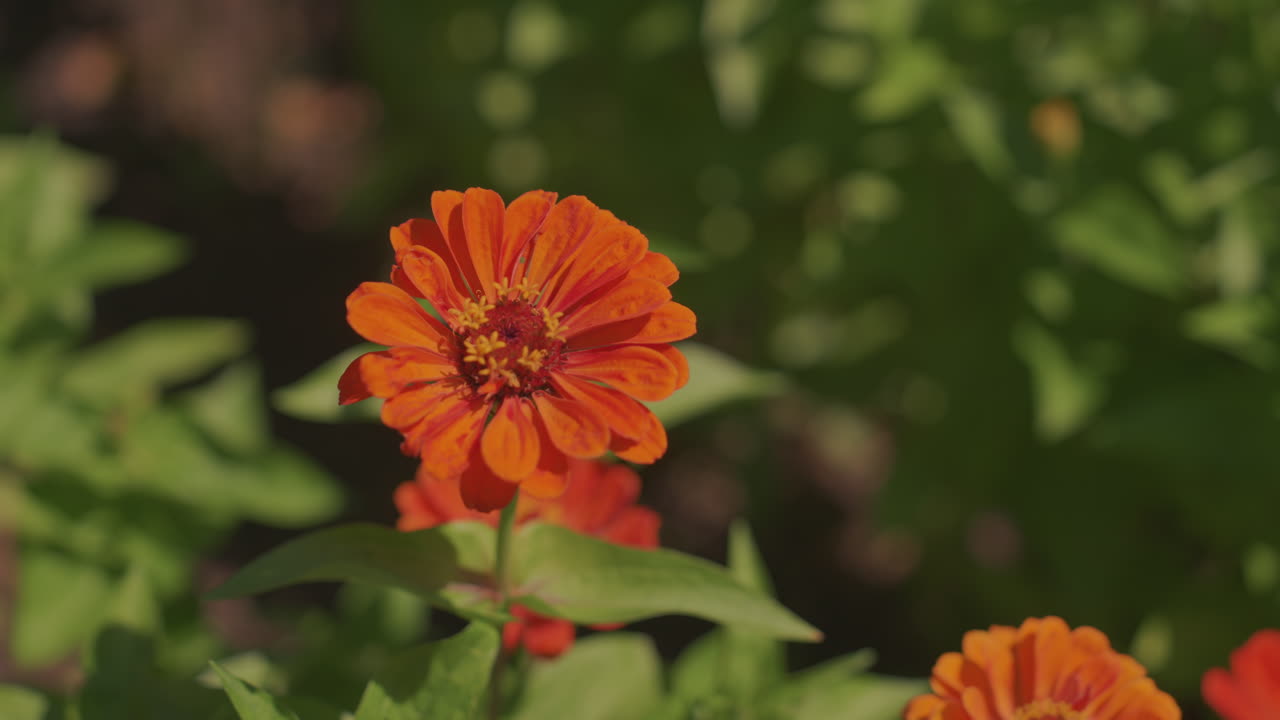 primo piano di zinnia arancione illuminata dal sole che sboccia con petali vividi su sfondo di fogliame verde sfocato, la luce del sole mattutina evidenzia la texture delicata e il polline, suggerito un leggero movimento della brezza, atmosfera calda e romantica da giardino