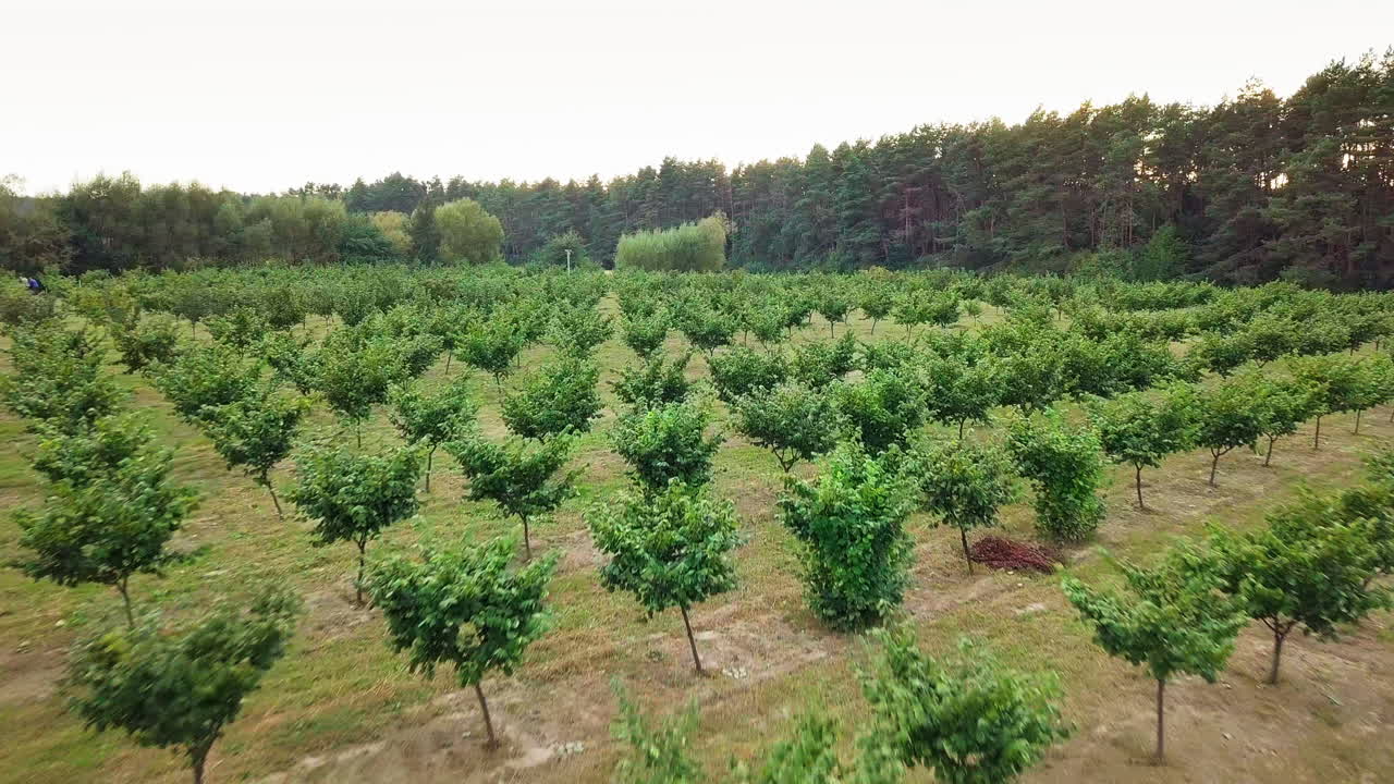 Hazelnut trees rows agriculture cultivation field growing raw ripe hazel nuts harvest autumn time