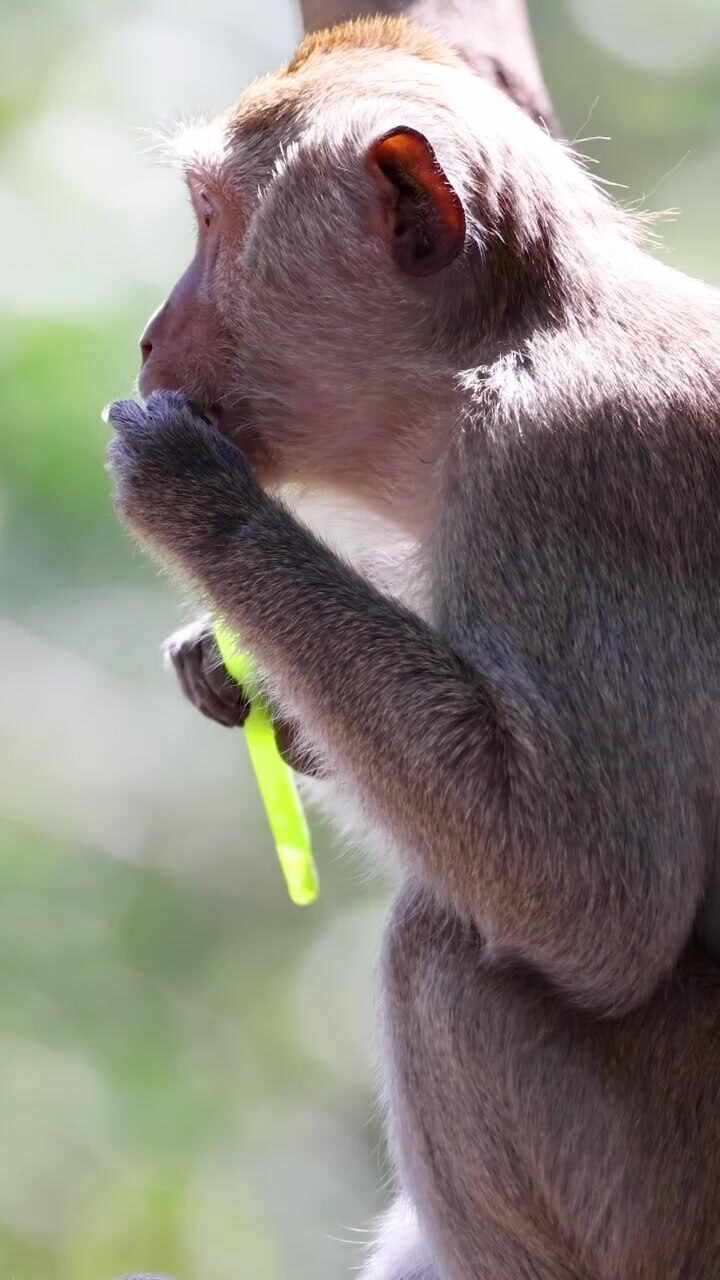 Monkey eating straw at Chonburi zoo