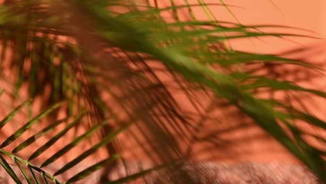 blurred shot of a cycad plant