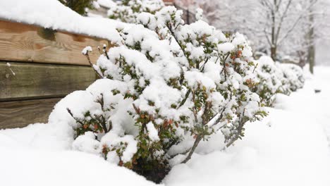 slow motion close up of a shrub covered in snow with snow falling in the background