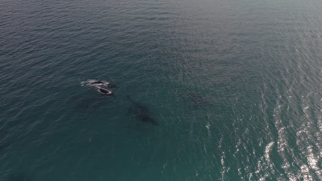 Antena-De-Un-Grupo-De-Ballenas-Jorobadas-Migratorias-En-Dunsborough,-Australia-Occidental-Pt2