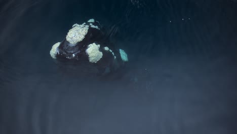 Southern-Right-Whale-Breaching-In-The-Deep-Blue-Sea-In-Patagonia,-Argentina-In-Slow-Motion---close-up