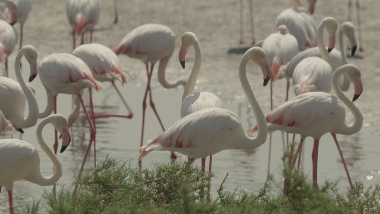 bandada de flamencos en un humedal