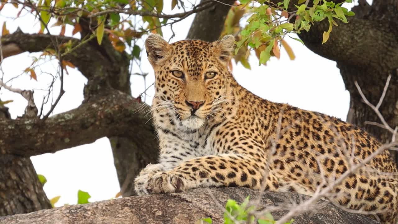 plano medio de un leopardo descansando en un árbol, parque nacional kruger