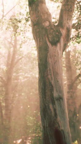 rays of sunlight in a misty forest in autumn