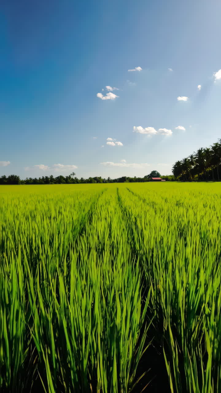 Risaia panoramica sotto un cielo soleggiato