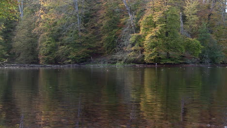 trees on background hill with autumn colors reflect in a shallow pond