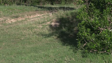 Olerai-From-The-Dikdik-Pride-Coming-Out-Of-The-Bush-In-Olare-Motorogi-Conservancy,-Masai-Mara,-Kenya---Close-up-Shot