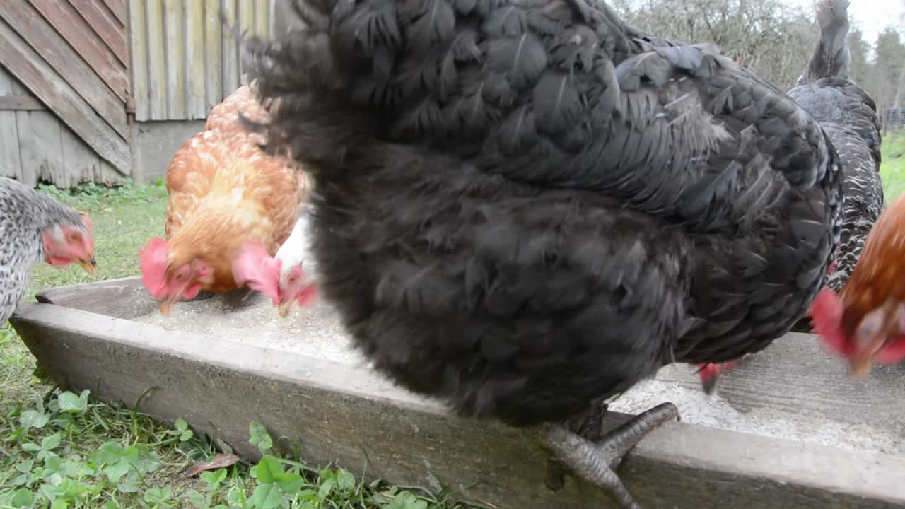 Medium shot of chickens pecking rice from a trough, with a black chicken walking through the frame. A calm, rural feeding scene ideal for farming or nature-related content.