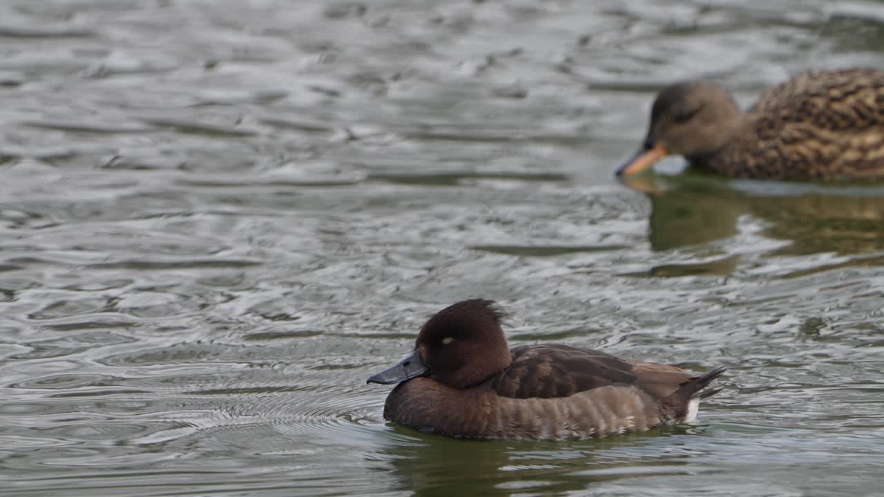 Moriglione che gioca nel lago