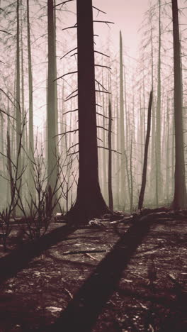 towering trees in burnt forest