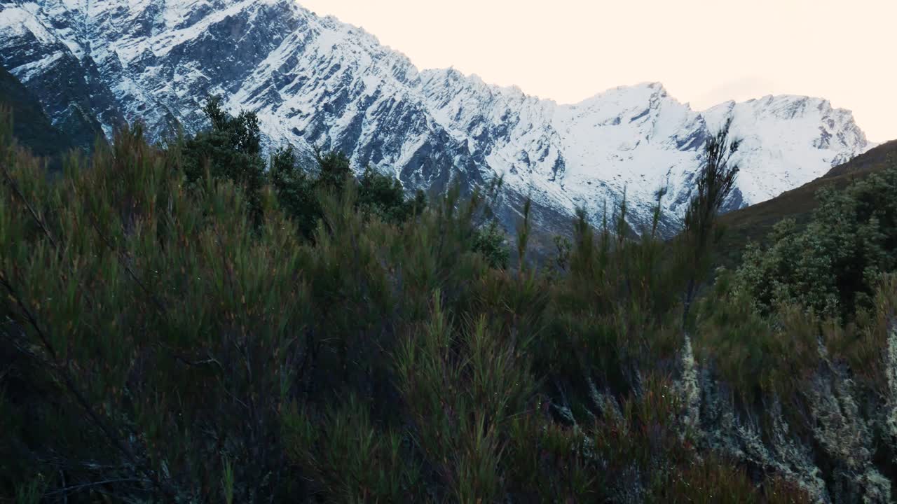 arbustos de montaña soplando en primer plano de picos nevados