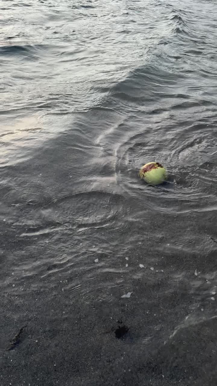 Green Coconut Floating in Gentle Ocean Waves on a Dark Beach