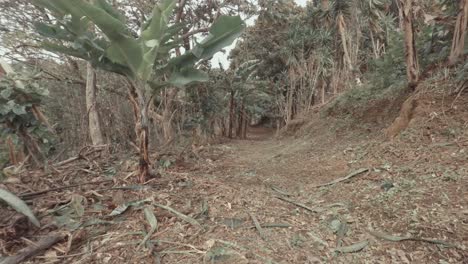 Fuerte-Viento-Recogiendo-En-El-Camino-A-Través-Del-Bosque