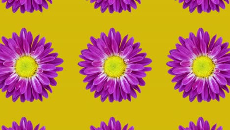 patrón animado de crisantemo púrpura en un fondo naranja. simple animación de concepto de bucle sin costura floral