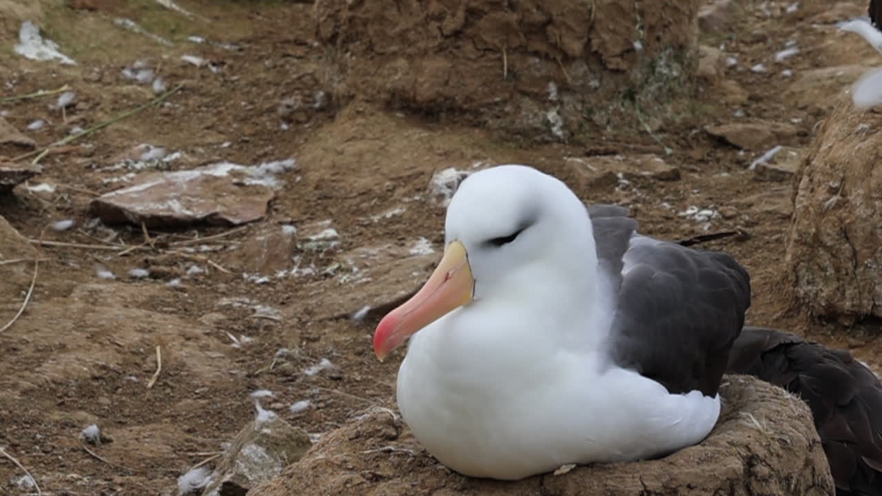 albatros de ceja negra poniéndose cómodo en un nido en las islas malvinas