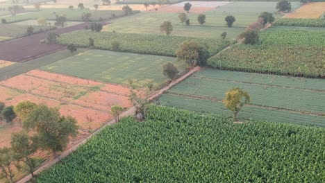 banana farm in india | fruit | farming | banana tree