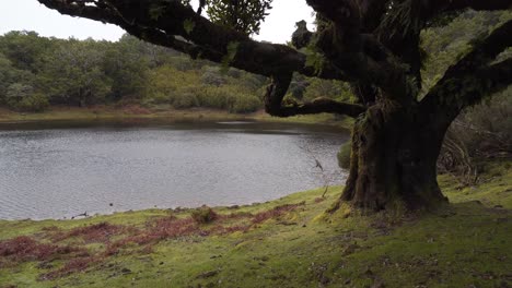 view of the fanal lagoon a volcanic crater that fills after the rainy season, it’s surrounded by the laurissilva forest