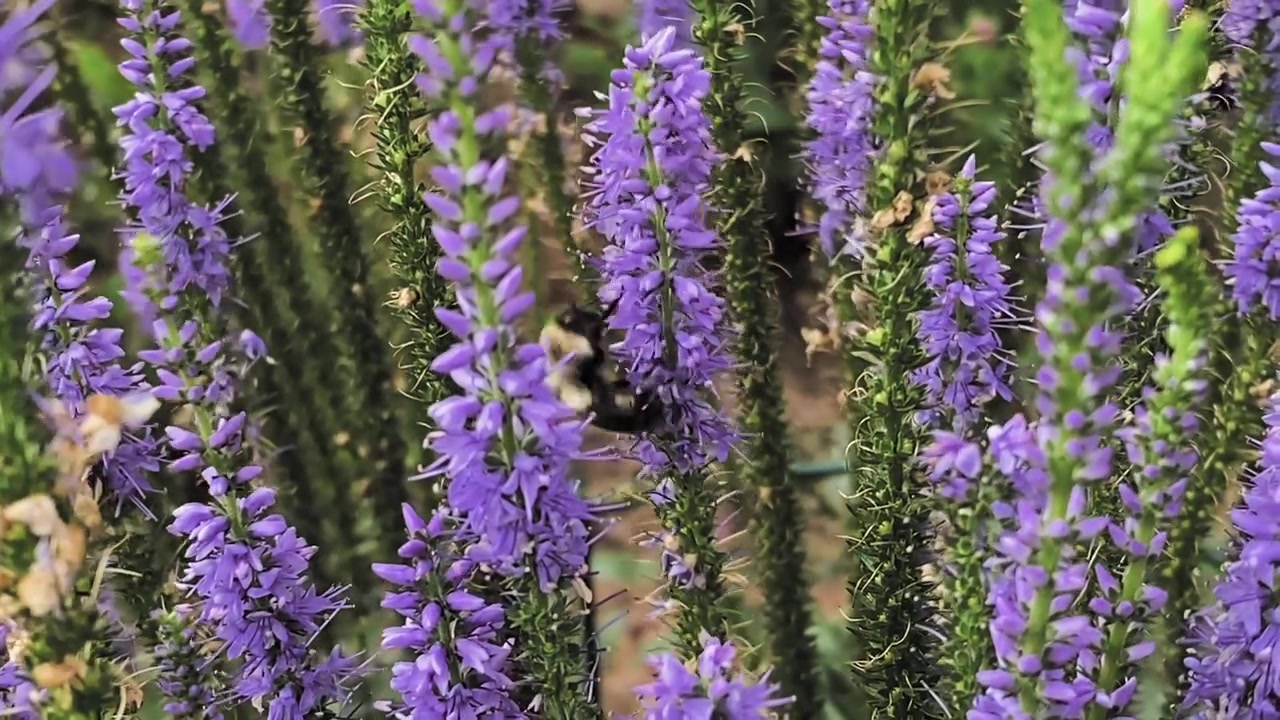 Et enkelt skud af en humlebi, der har travlt med at bestøve en blomsterart i en have