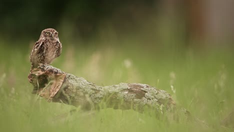 Aufnahme-Einer-Steinkauz-Steenuil-Aus-Der-Tiefwinkelansicht,-Die-Hineingleitet-Und-Auf-Einem-Baumstumpf-Landet,-Um-Zu-Fressen