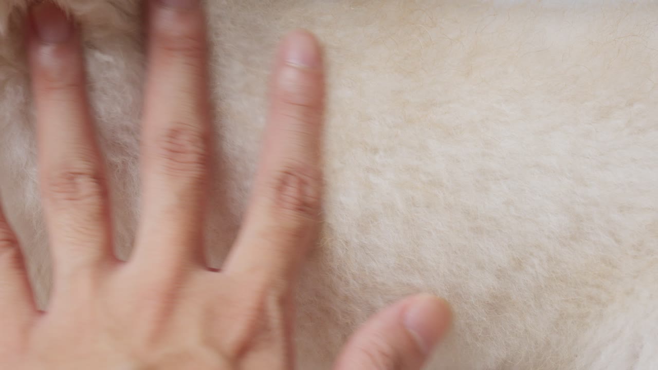 손으로 만지며 부드럽게 만지며 색 강아지 털, 근접