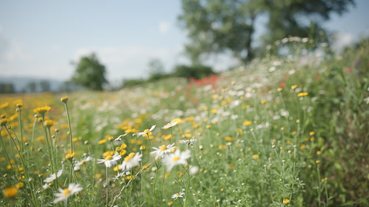 Meadow flowers and herbs in the wild garden