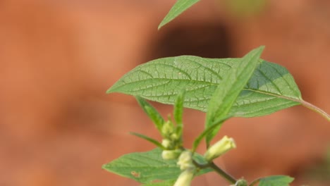 Abeja-Relajándose-En-La-Hoja---Alas-