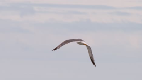 a large seagull lifts off from a group on the water and soars gracefully over the sea, captured in smooth, natural daylight with steady tracking