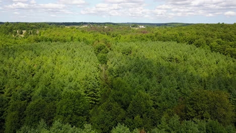 aerial shot of a vast and lush forest canopy