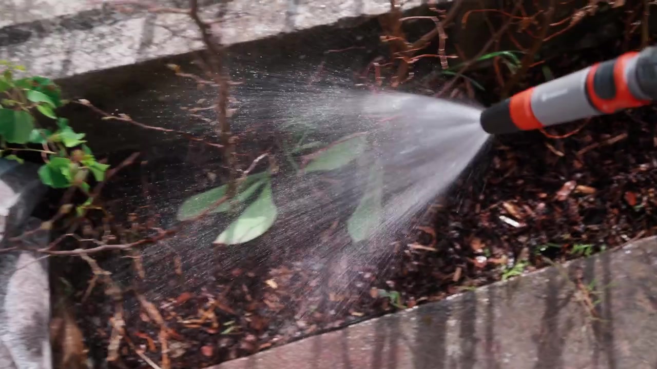 Un'inquadratura in soggettiva (POV) da un'angolazione leggermente elevata, che guarda in basso una mano che tiene un tubo da giardino. Un getto d'acqua delicato e ampio copre una fila di giovani carpini appena piantati. L'attenzione è su