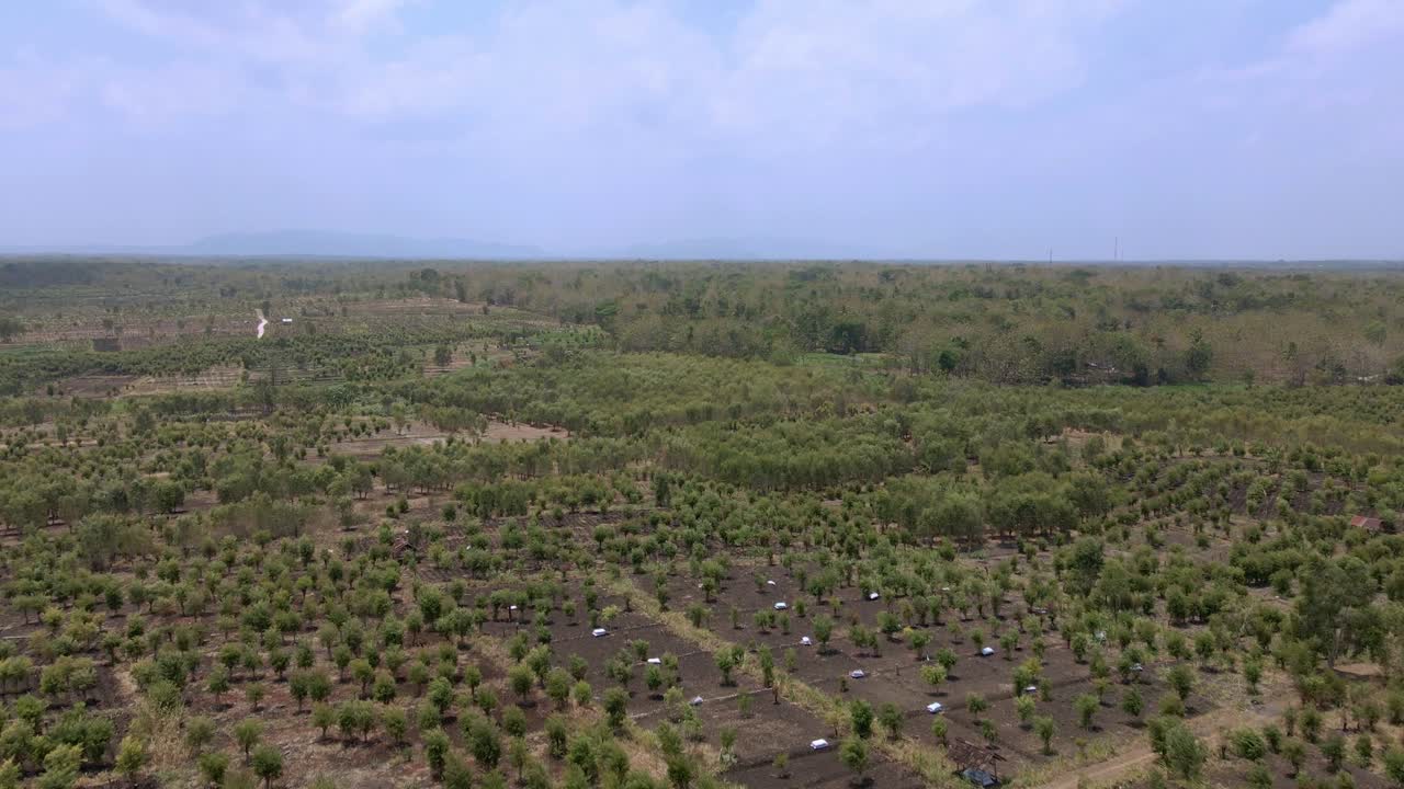 인도네시아 와노사리 에 있는 유칼립투스 농장 의 파노라마 항공 사진