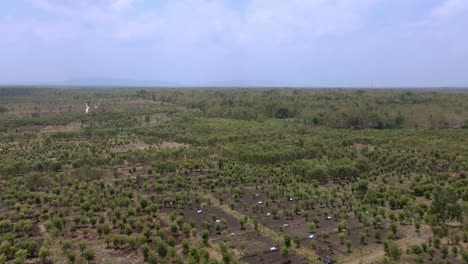 panoramic aerial images of a eucalyptus plantation in wonosari, indonesia