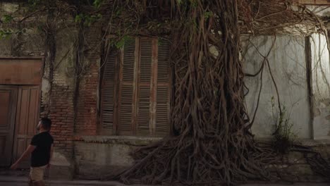 tree roots encircling old building at night