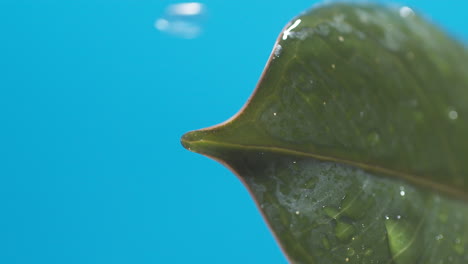 vertical of drops of water drip from the green leaves down on the blue background