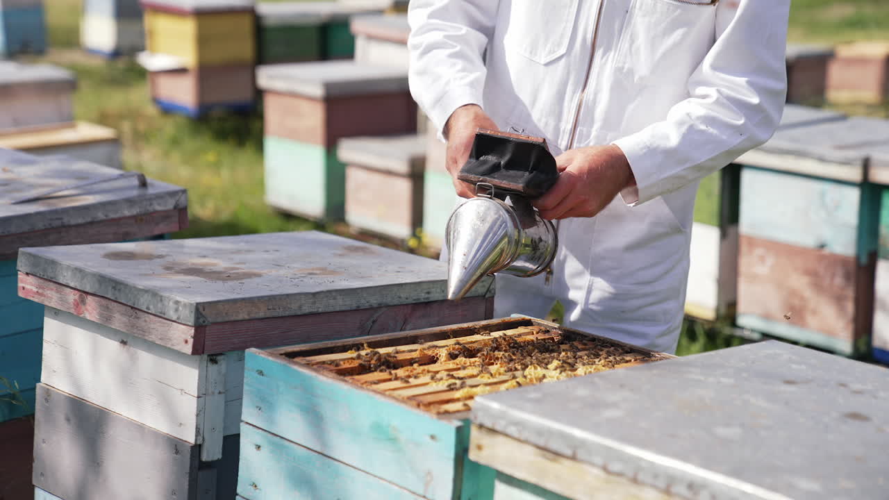 Bee chimney in beekeeper's hands. Apiarist in white suit uses smoker to calm bees in a beehive before looking inside. Beekeeping concept.