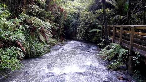 scenic fast flowing shallow stream of water surrounded by dense nz rainforest, trees and fauna, wooden walkway, outdoor hiking trail in nature in wilderness, new zealand aotearoa