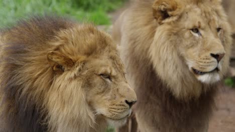 lion brothers on patrol rack focus slow motion